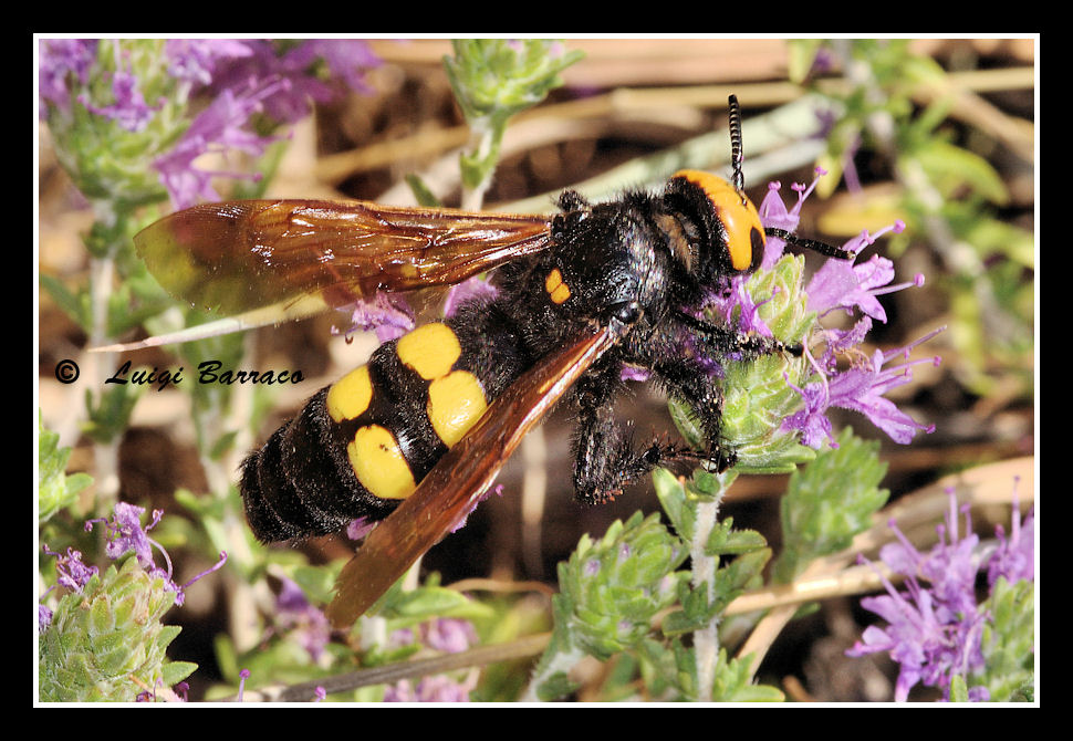 Megascolia maculata  flavifrons (Scoliidae)