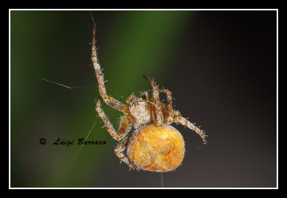 Araneus sp.
