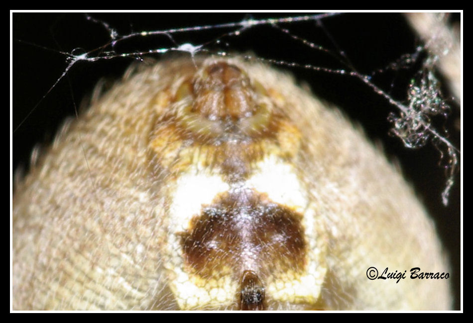 Araneus sp.