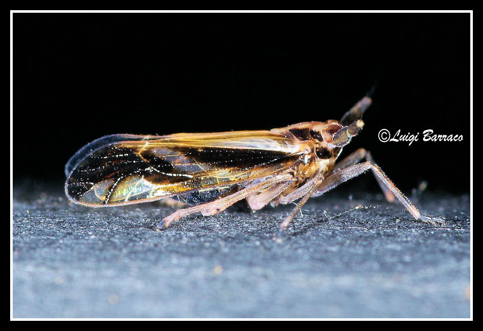 Alieno notturno:Famiglia Delphacidae  Genere: Delphax sp.