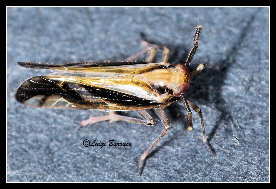 Alieno notturno:Famiglia Delphacidae  Genere: Delphax sp.