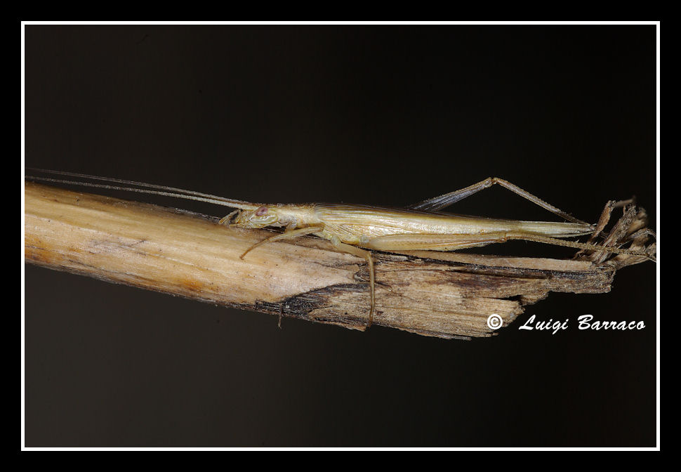 Oecanthus pellucens