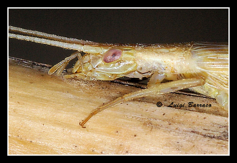 Oecanthus pellucens
