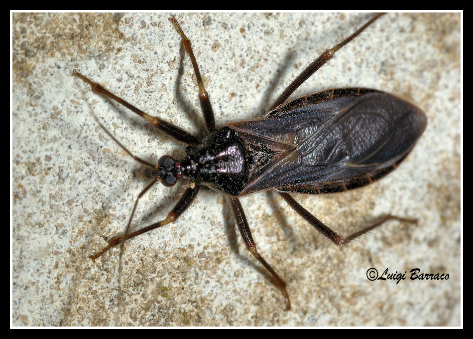 Eterottero notturno: Reduvius sp. del Trapanese