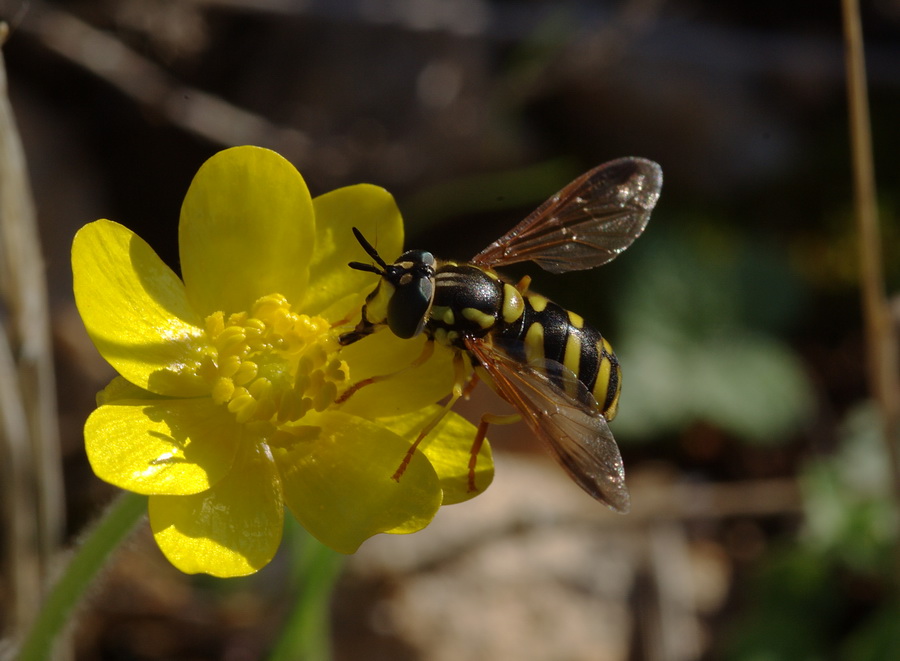 Chrysotoxum intermedium F, ad Erice