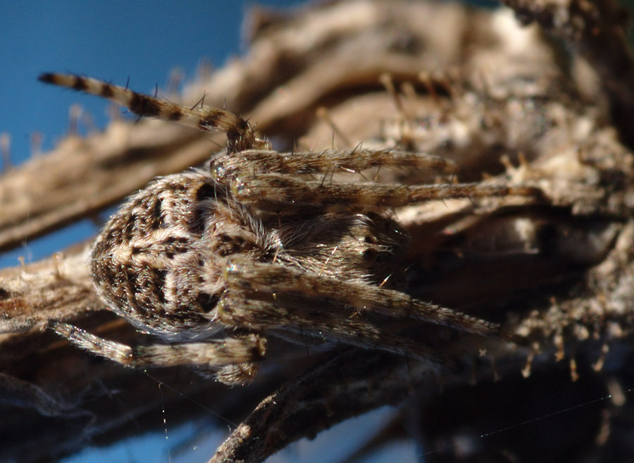 Agalenatea redii