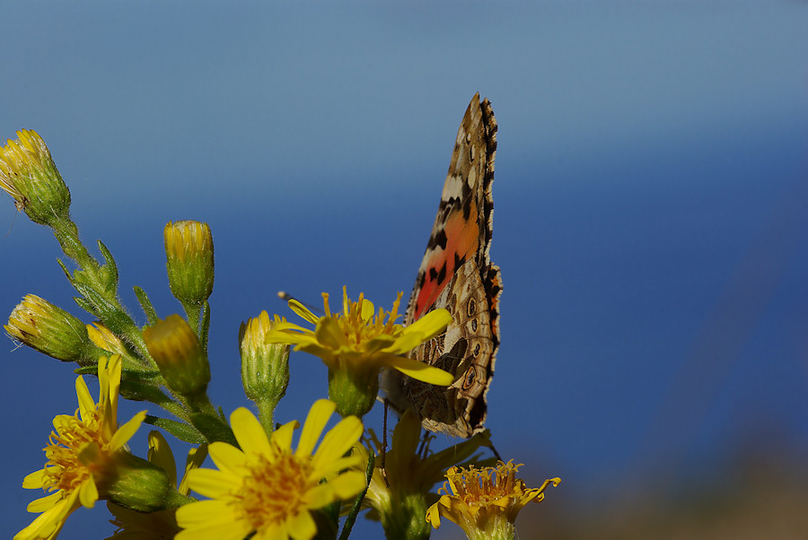 I colori dell''autunno...
