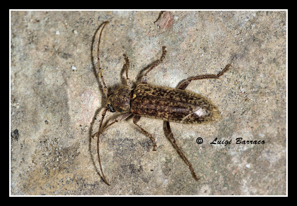 Cerambicide 2: Trichoferus griseus