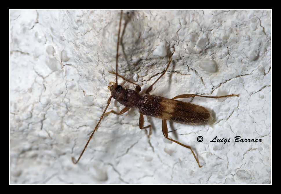 Quale Cerambycidae?    Penichroa fasciata