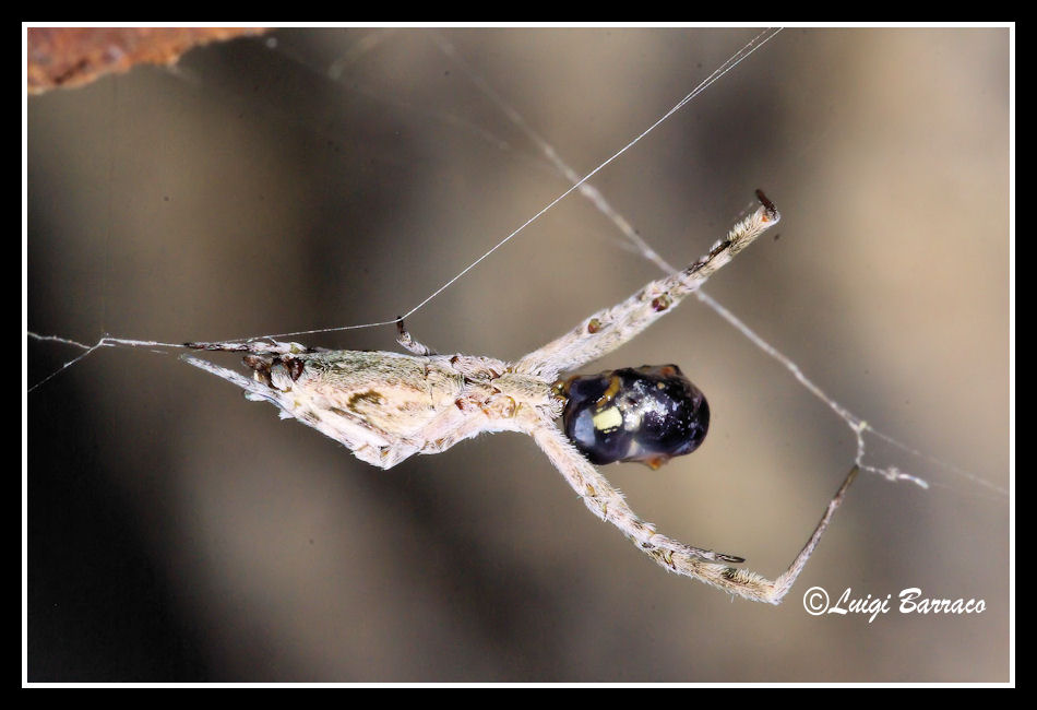 Uloborus sp.