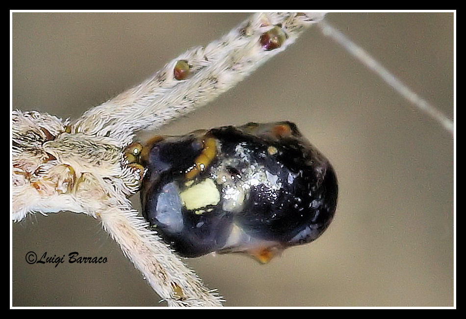 Uloborus sp.