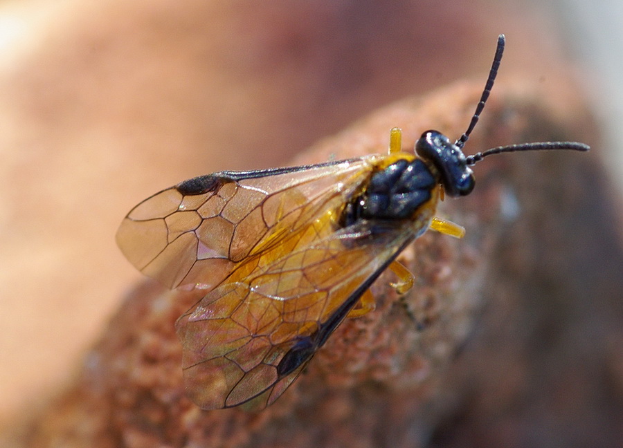 Athalia rosae