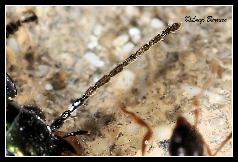 Predatore notturno: Poecilus (Ancholeus) nitidus