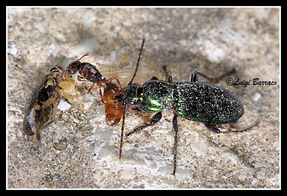 Predatore notturno: Poecilus (Ancholeus) nitidus