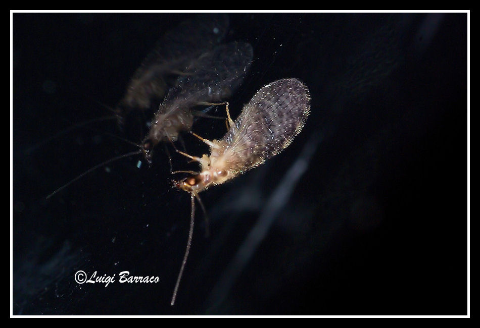 Parente di un nostro moderatore? Sympherobius sp.