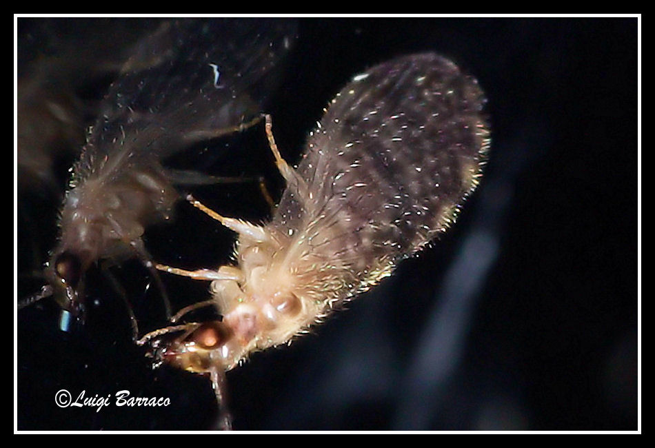 Parente di un nostro moderatore? Sympherobius sp.