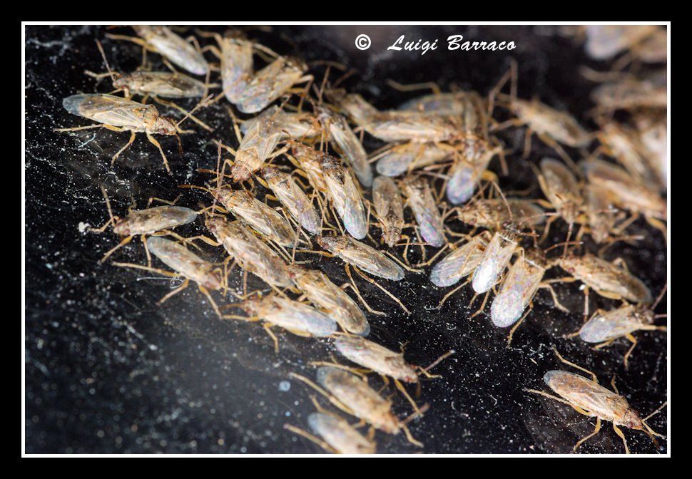 Marausa(TP) by night 2: Nysius sp.