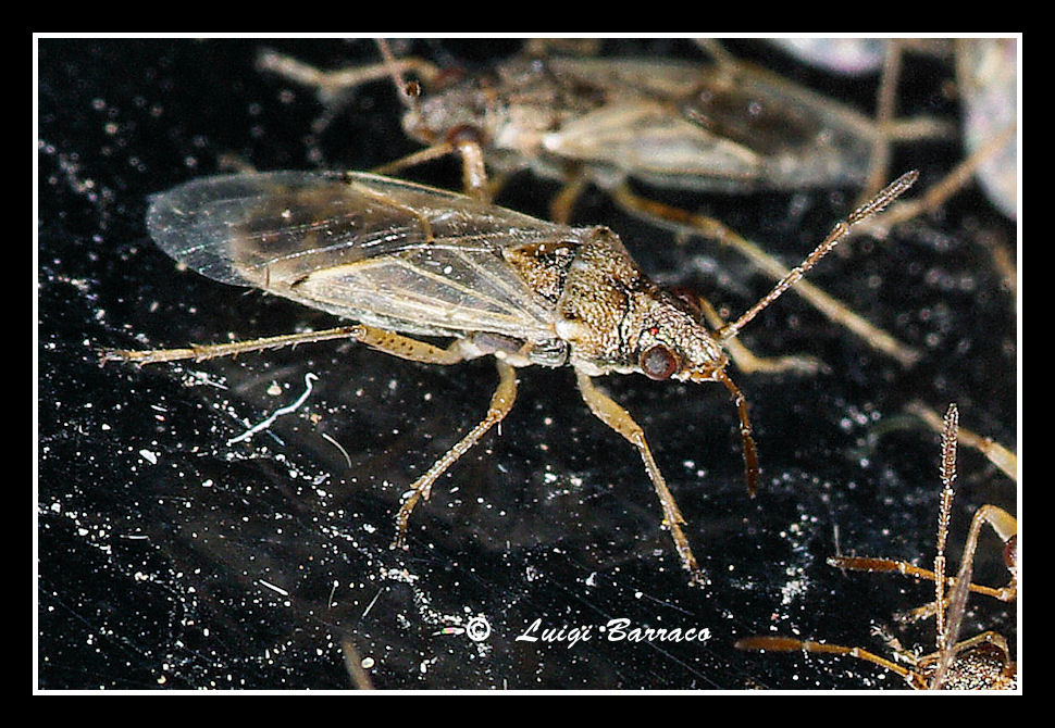 Marausa(TP) by night 2: Nysius sp.