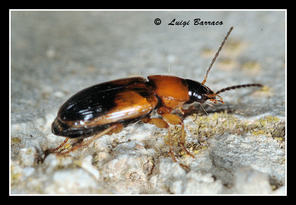 Simili, ma....Carabidae:  Stenolophus teutonus e Parophonus mendax