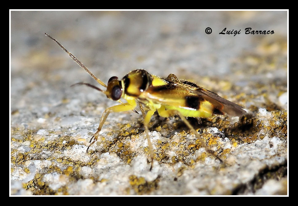 Miridae: un Orthops cfr. campestris di Marausa(TP) by night