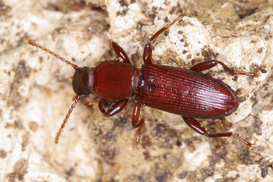 Belopus elongatus ecalcaratus (Tenebrionidae)
