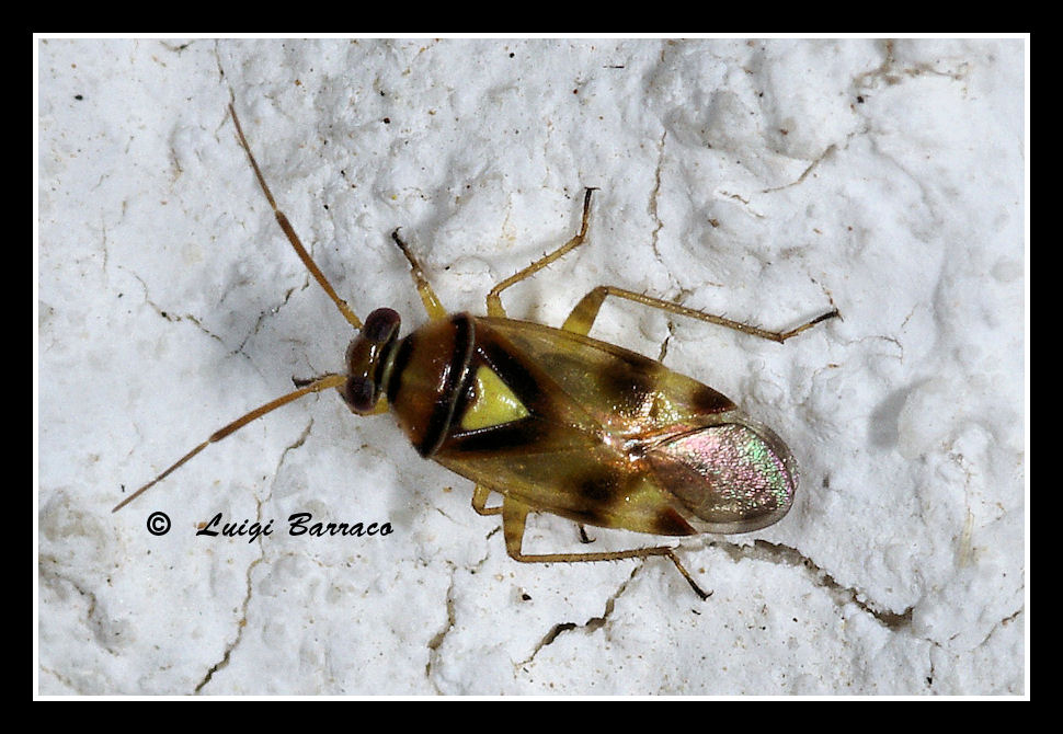 Miridae: un Orthops cfr. campestris di Marausa(TP) by night
