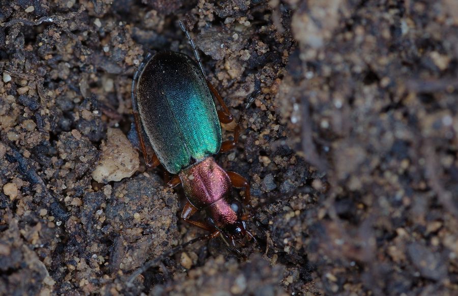 Chlaenius (Trichochlaenius) chrysocephalus (Carabidae)