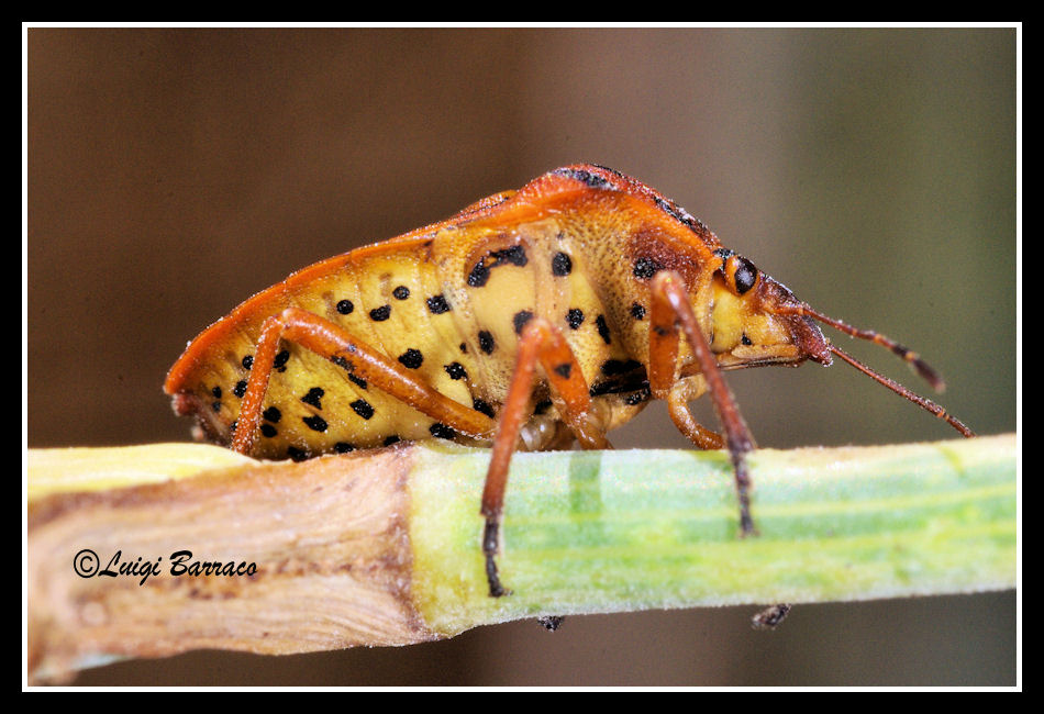 Graphosoma semipunctatum
