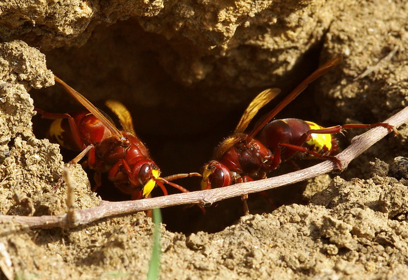 nido di calabroni: Vespa orientalis