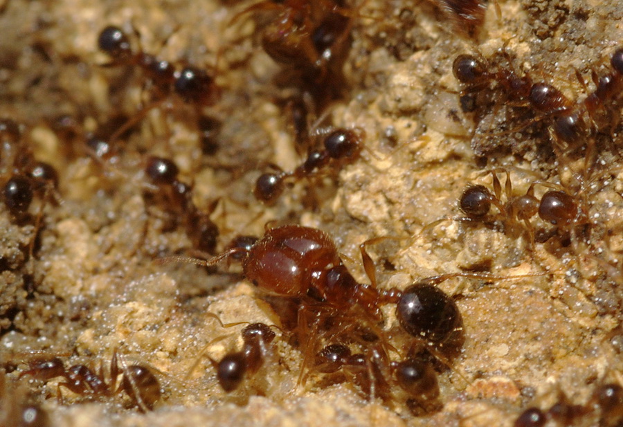Pheidole