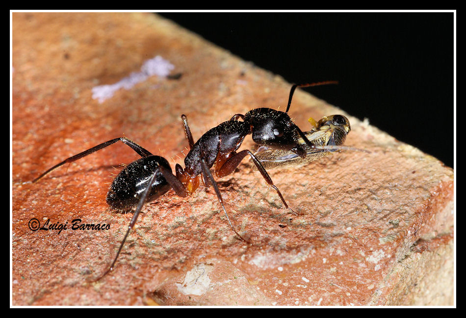 Fameliche orde: Camponotus barbaricus con preda (Corixidae)