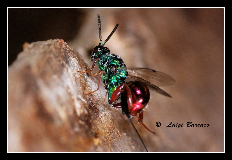 Gioiellino:Torymidae