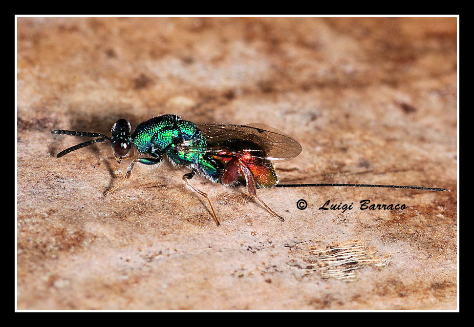 Gioiellino:Torymidae