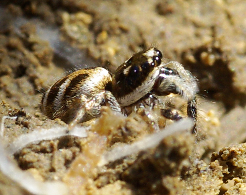 Salticus sp.