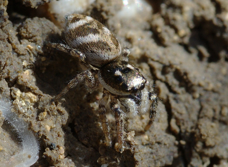 Salticus sp.