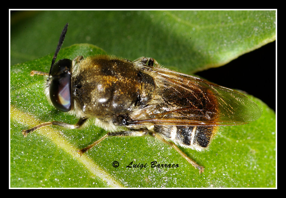 Stratiomys cf. longicornis (Stratiomyidae)