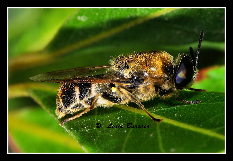 Stratiomys cf. longicornis (Stratiomyidae)