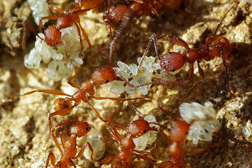 Dedicata a Ezio: Aphaenogaster sardoa