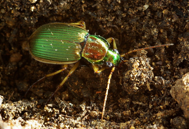 Chlaenius velutinus