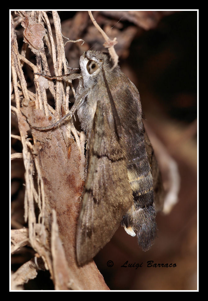 Il riposo del folletto - Macroglossum stellatarum