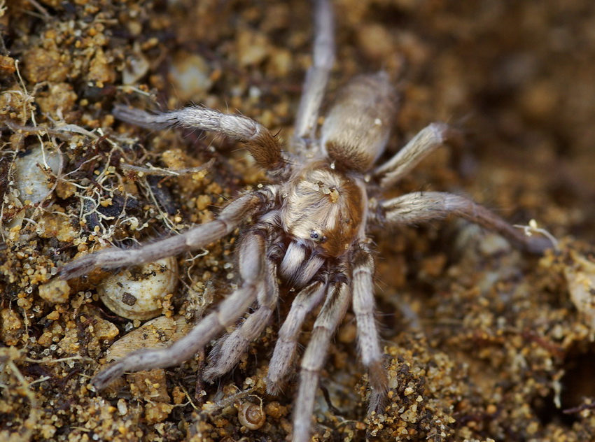 habitat Ischnocolus triangulifer