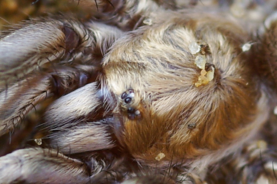 habitat Ischnocolus triangulifer