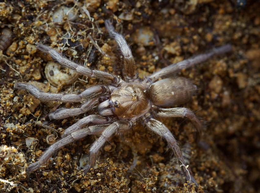 habitat Ischnocolus triangulifer