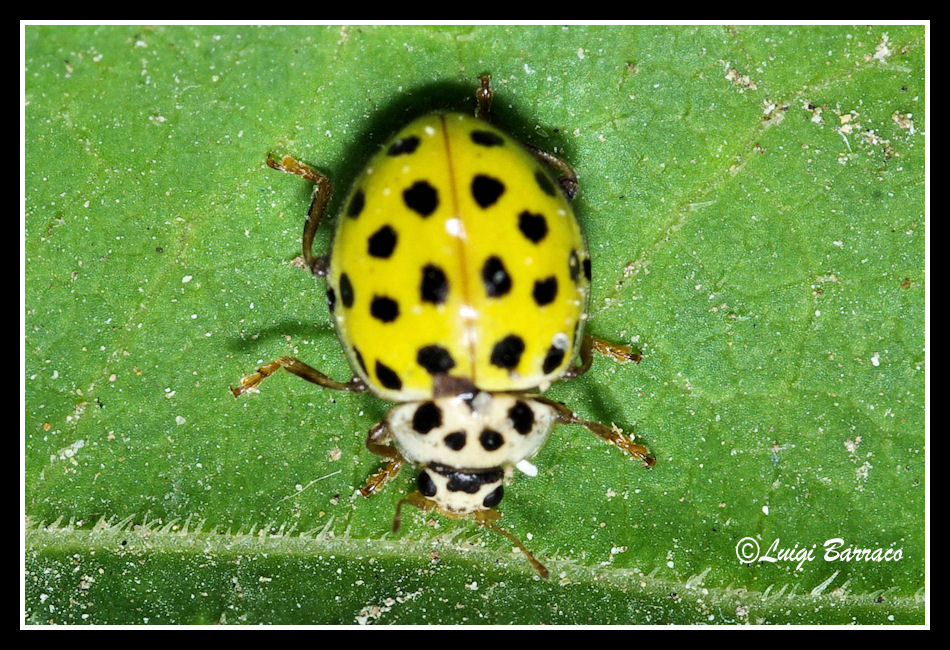 Coccinella gialla