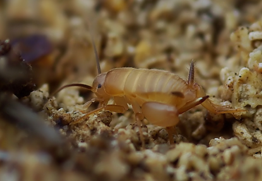 Piccolo ortottero siculo: Myrmecophilus sp.