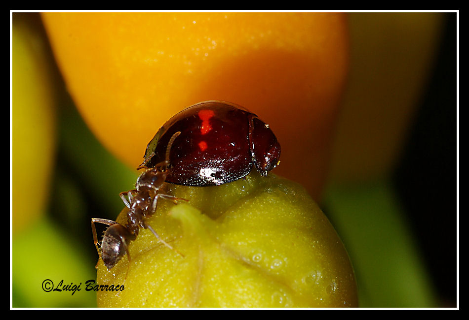 Il Lupo e il cane pastore:Lasius cv Chilocorus bipustulatus