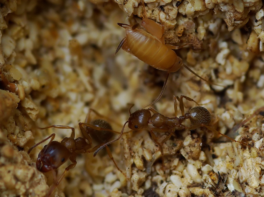 Piccolo ortottero siculo: Myrmecophilus sp.