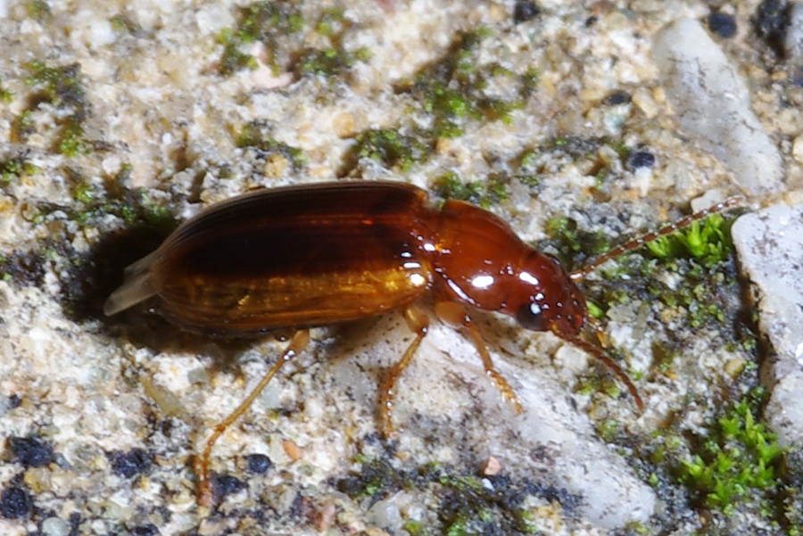 Bradycellus lusitanicus (Carabidae) ericino