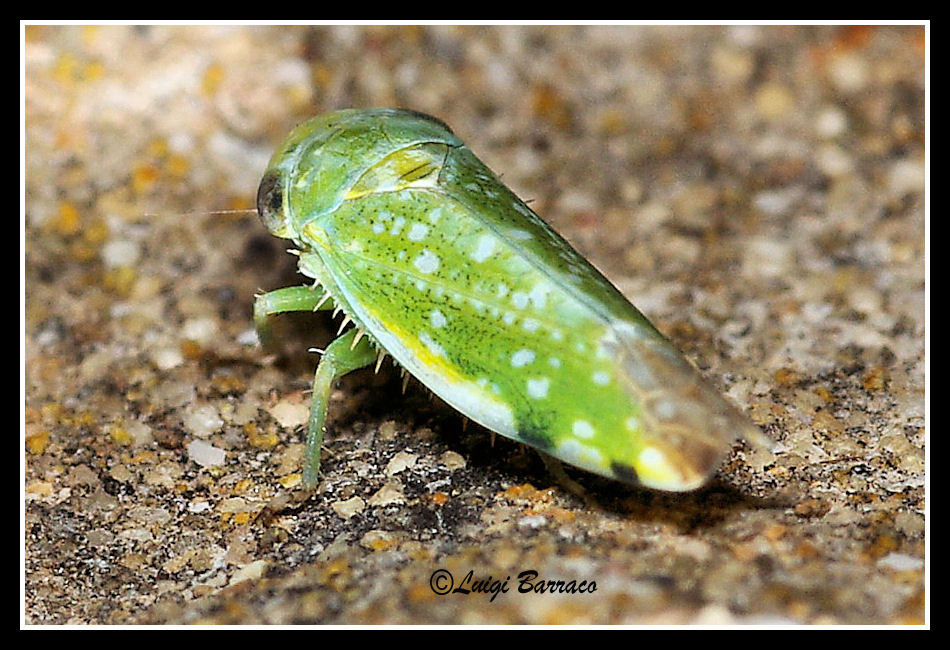 Cicadella: ma quante specie ce ne sono?