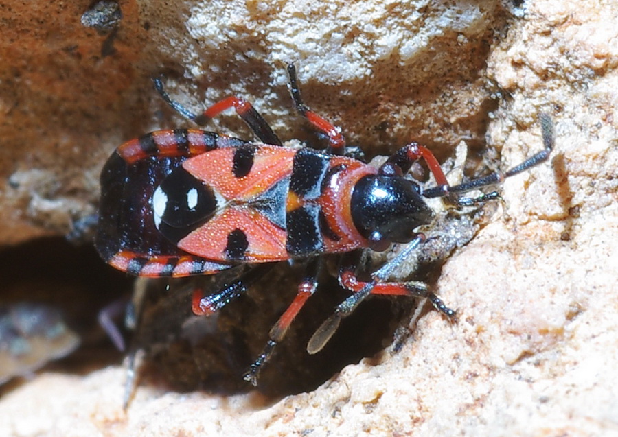 Horvathiolus gibbicollis, dalle tibie rosse!